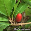 GIANT MIRACLE FRUIT